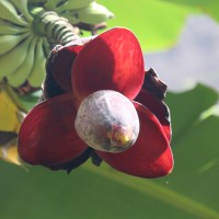 Musa